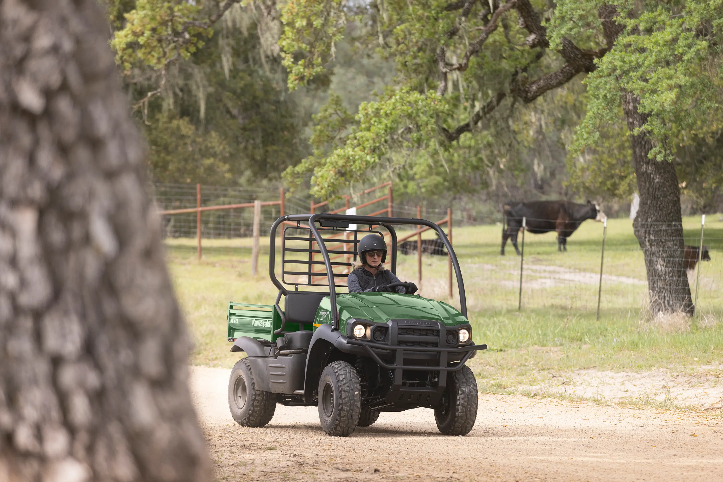 Three-quarter front angle of a person driving a side x side with a cow in the background.