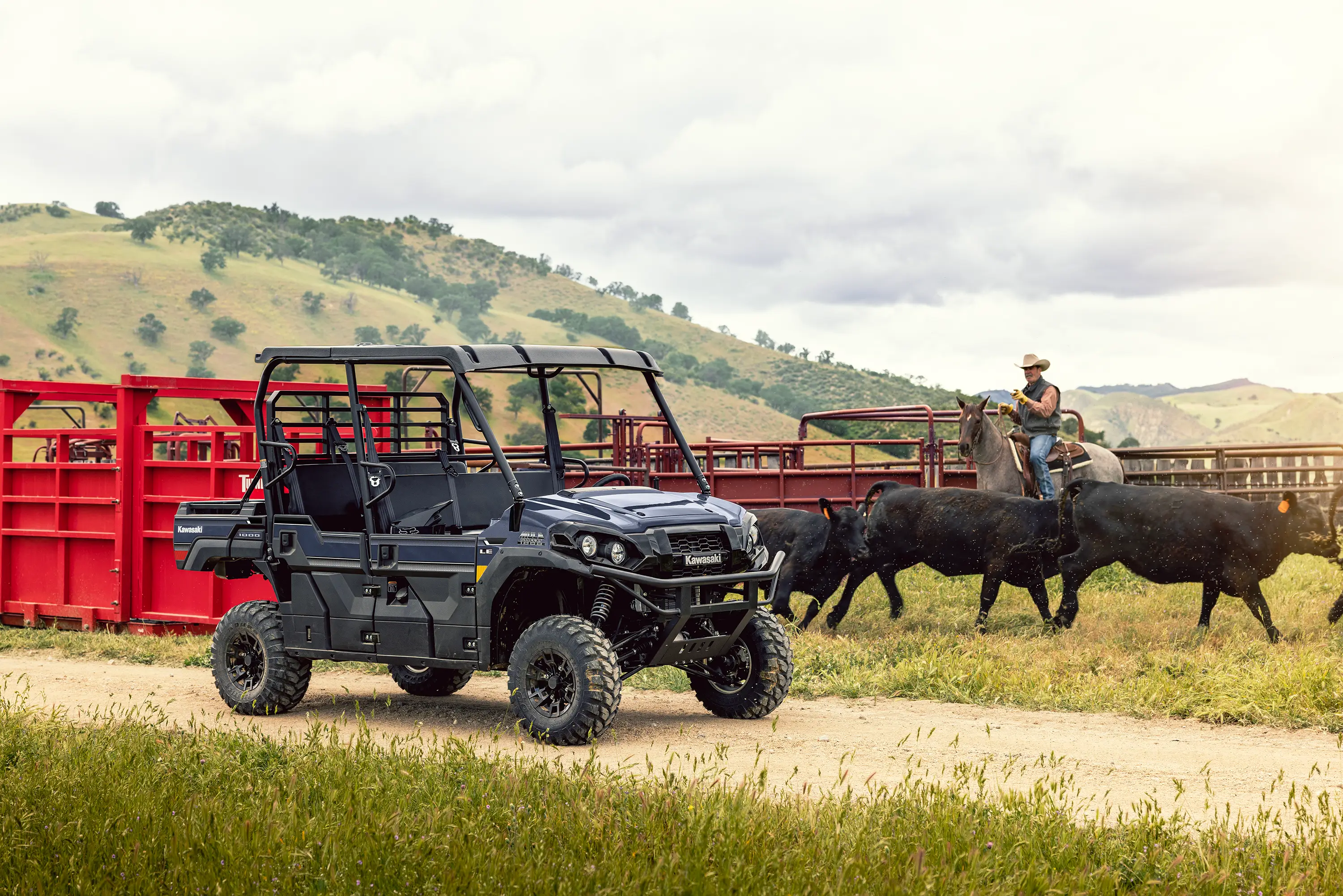 Side x side parked next to a cattle chute with cows running out.