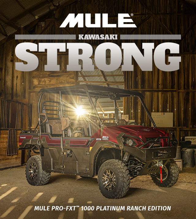 mule in a barn